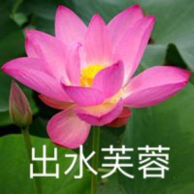 格洛丽亚联盟国际版